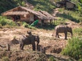 Two adult elephants stand near reed huts Royalty Free Stock Photo