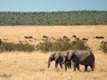 Two adult elephants walk across the savannah in Masai Mara National Park in Kenya herds of wildebeest and background of green tree Royalty Free Stock Photo