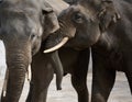 Two adult elephants walk in nature, spring day Royalty Free Stock Photo