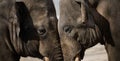 Two adult elephants walk in nature, spring day Royalty Free Stock Photo