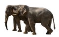 Two adult elephants walk next to each other, animals are isolated on a white background Royalty Free Stock Photo