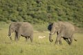 Two adult elephants walking in green plains of Okavango Delta in Botswana Royalty Free Stock Photo