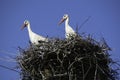 Two Adult European White Stork - Ciconia Ciconia - in nest on blue sky background Royalty Free Stock Photo