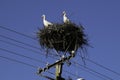 Two Adult European White Stork - Ciconia Ciconia - in nest on blue sky background Royalty Free Stock Photo