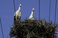 Two Adult European White Stork - Ciconia Ciconia - in nest on top of electric pillar on blue sky background Royalty Free Stock Photo