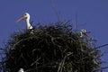 Two Adult European White Stork in nest Royalty Free Stock Photo