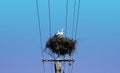 Two Adult European White Stork in nest on top of electric pillar on blue sky background Royalty Free Stock Photo