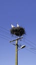 Two Adult European White Storks - Ciconia Ciconia - In The Nest. One of them leaves the nest Royalty Free Stock Photo