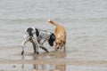 Two adult female dogs sniffing the water in the beach Royalty Free Stock Photo
