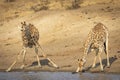 Two adult female giraffe drinking water in Kruger Park in South Africa Royalty Free Stock Photo