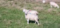 Two adult female sheep on a green grass - Scotland Royalty Free Stock Photo