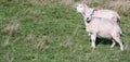 Two adult female sheep on a green grass - Scotland Royalty Free Stock Photo