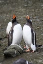 Two adult Gentoo penguins standing tall and calling in a bonding ritual, Aitcho Islands, South Shetland Islands, Antarctica