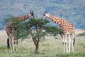 Two adult giraffe in the African savannah Royalty Free Stock Photo