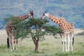 Two adult giraffe in the African savannah