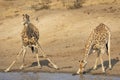 Two adult giraffe standing at river`s edge drinking water in dry winter in Kruger Park South Africa