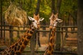 Two adult giraffes feeding at the Zoo Royalty Free Stock Photo