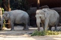 Two adult Indian elephants in Latin called Elephas maximus indicus living in captivity.