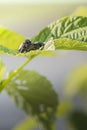 Two adult japanese beetles popillia japonica mating on a raspberry plant