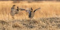 Greater Prairie Chickens Royalty Free Stock Photo