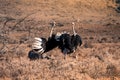 Two adult male ostriches struthio camelus squabbling with each other in the Karoo. Western Cape, South