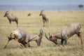 Two adult male topi fighting in Masai Mara in Kenya Royalty Free Stock Photo