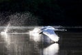 Two adult mute swans taking off from a lake with full speed. Royalty Free Stock Photo