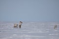 Two adult and one young barren-ground caribou found standing in late spring snow