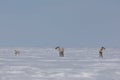 Two adult and one young barren-ground caribou found standing in late spring snow