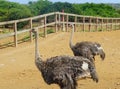 Two adult ostrich on a farm near Curacao