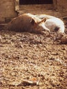 Two pigs resting peacefully in mud within their enclosure Royalty Free Stock Photo