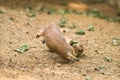 Two adult prairie dogs fighting