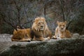 Two adult predators, the family of a lion and a lioness rest on a stone in the zoo of the city of Basel in Switzerland in winter i