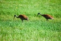 Two Sandhill Crane Mates Looking for food