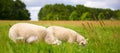 Two adult sheep grazing in a spring pasture