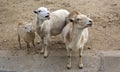 Two adult sheep and a small lamb on the sand Royalty Free Stock Photo