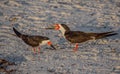 Two Adult Skimmers Telling Silly Human Jokes, Indian Rocks Beach, Florida