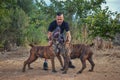 Breeder man shows two singing Boerboel dogs