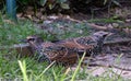 Two Adult Starlings back to back