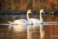 two adult swans floating together on a peaceful pond