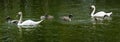 two adult swans swimming with playful chicks