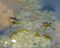 Adult water striders Aquarius remigis in a garden pond Royalty Free Stock Photo