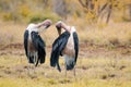 Two adult white-backed vultures gyps africanus standing in the grass, at the Kruger national park, a game Royalty Free Stock Photo