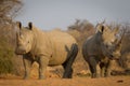 Two adult white rhino with big horns in Kruger Park South Africa