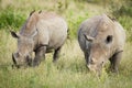 Two adult white rhino grazing with red billed ox peckers on their backs in Kruger Park South Africa Royalty Free Stock Photo