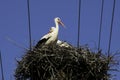 Two Adult White Storks in nest Royalty Free Stock Photo