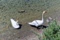 Two adult white swans with their baby cygnets swimming on a lake Royalty Free Stock Photo