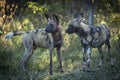 Two adult wild dogs standing in green bush looking alert in Khwai in Botswana