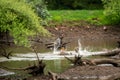 Two adult wild male bengal tiger fighting in water in rainy or monsoon season at Ranthambore National Park or tiger reserve sawai Royalty Free Stock Photo