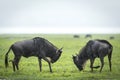 Two adult wildebeest fighting in the rain in green grass of Ngorongoro Crater in Tanzania